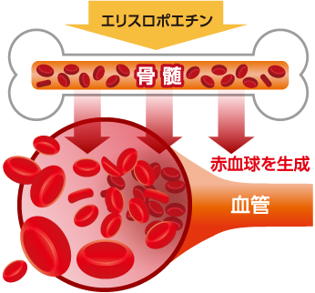 エリスロポエチンが骨髄の赤血球の増殖を促す