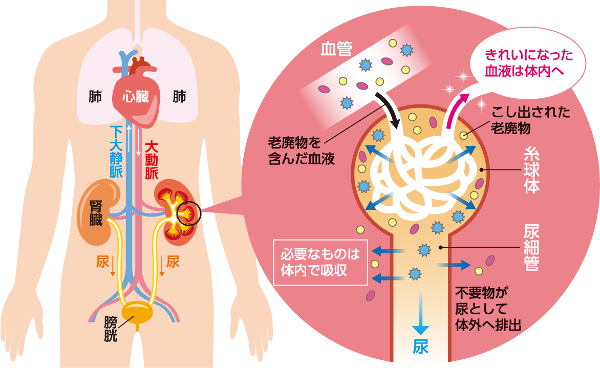 腎臓の働き