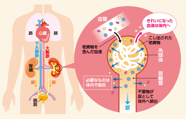 イラストで学ぼう 腎臓のおはなし 偕行会グループの透析医療