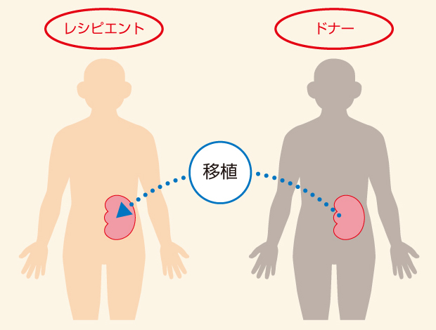 イラストで学ぼう 腎臓のおはなし 偕行会グループの透析医療